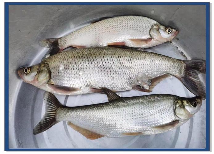 早春水庫釣魚技巧_春季釣魚技巧_早春釣魚方法