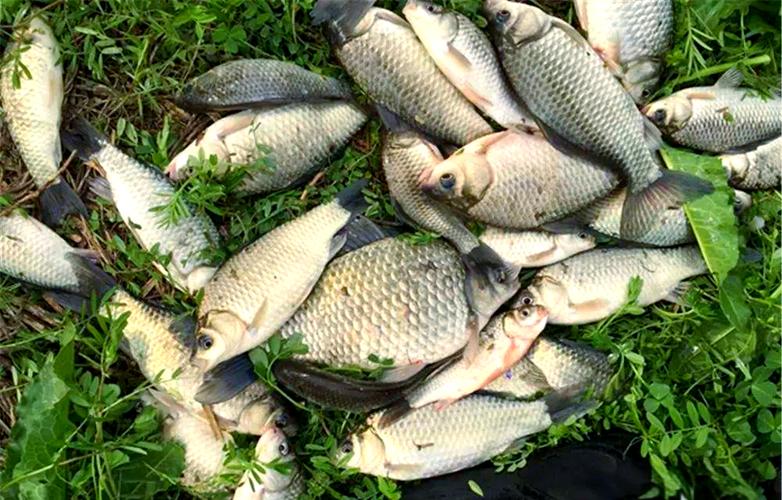 早春水庫釣魚技巧_早春釣魚方法_春季釣魚技巧