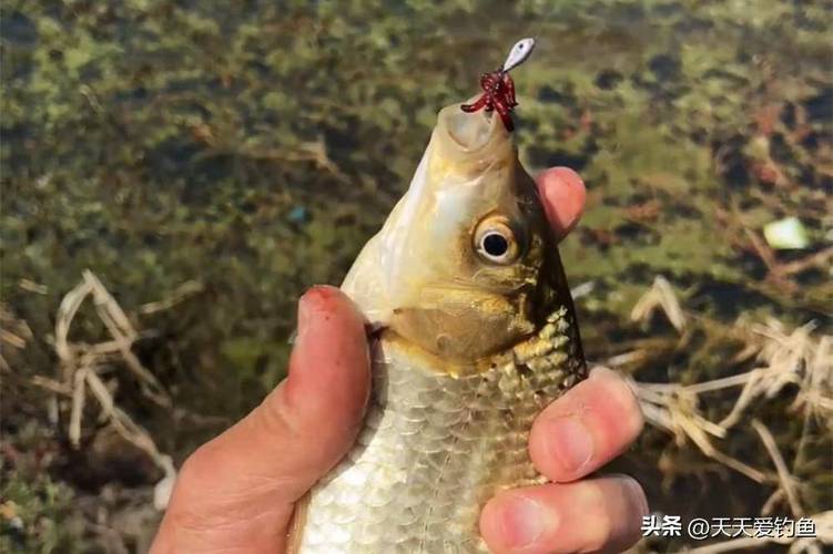 夏季閥竿釣魚技巧_大板鯽夏天釣法_夏天釣大板鯽