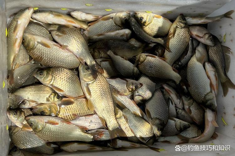 不同魚餌釣法_野釣魚餌分類_魚餌秘方