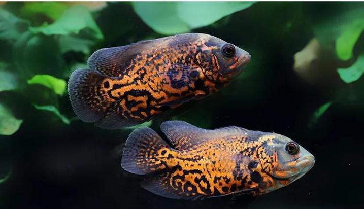 適合地圖魚的熱帶魚_地圖魚混養推薦_地圖魚視頻