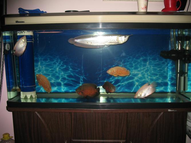 適合地圖魚的熱帶魚_地圖魚視頻_地圖魚混養推薦
