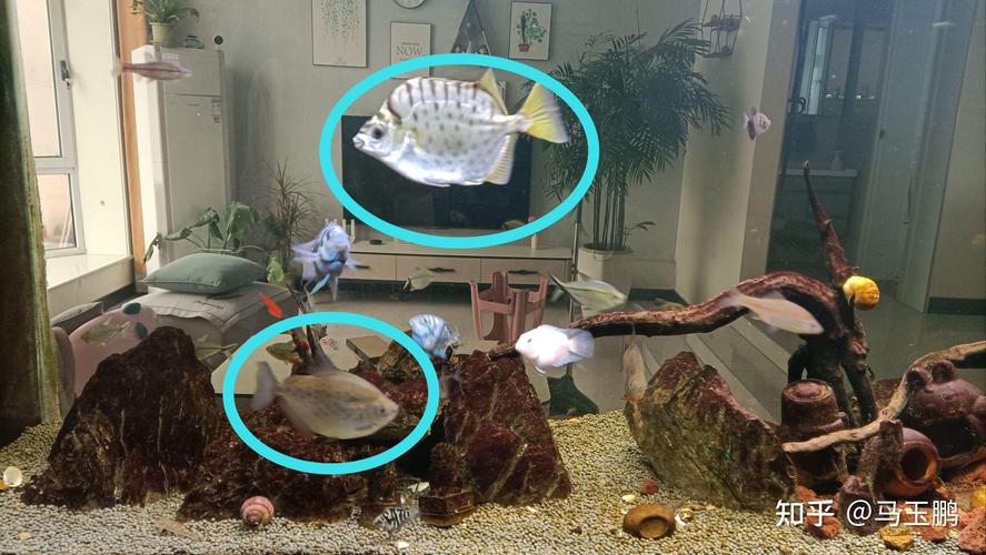 地圖魚混養推薦_地圖魚視頻_適合地圖魚的熱帶魚