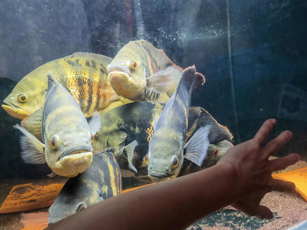 地圖魚抗造_地圖魚耐低溫_地圖魚視頻