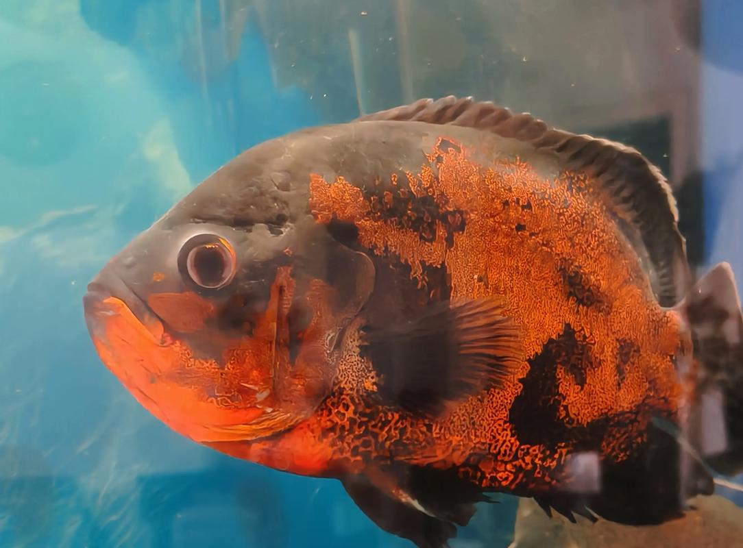 地圖魚耐低溫_地圖魚抗造_地圖魚視頻