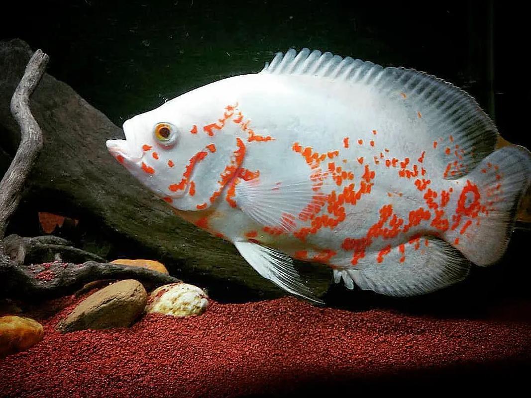 地圖魚耐低溫_地圖魚抗造_地圖魚視頻