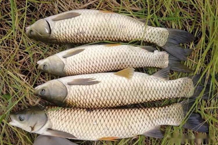 秋季垂釣大草魚_草魚釣位選擇_秋天釣草魚用什么餌料視頻