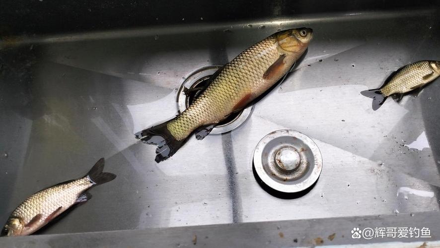 草魚釣位選擇_秋季垂釣大草魚_秋天釣草魚用什么餌料視頻