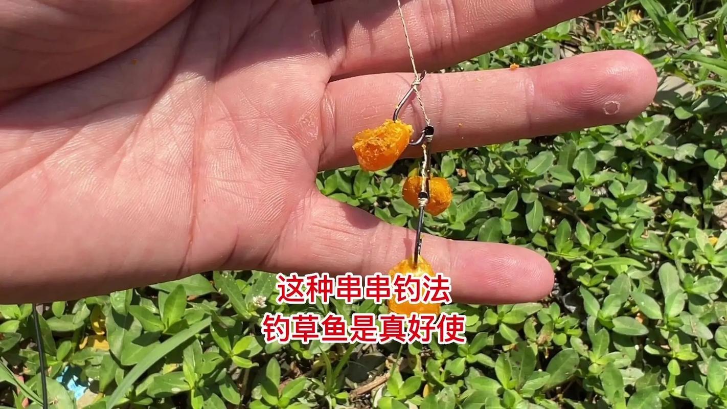 秋季垂釣大草魚_草魚釣位選擇_秋天釣草魚用什么餌料視頻