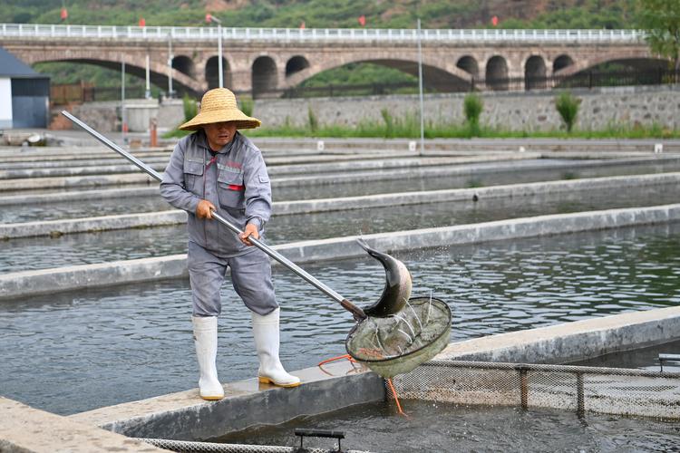 水庫養魚一畝能養多少_水庫養魚_水庫養魚的成本與利潤