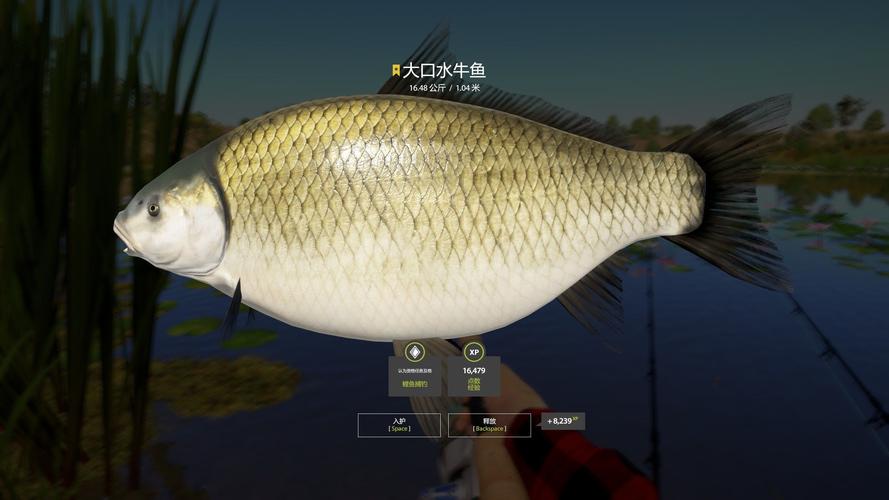 水牛魚是鯉魚嗎_水牛魚_大口水牛魚