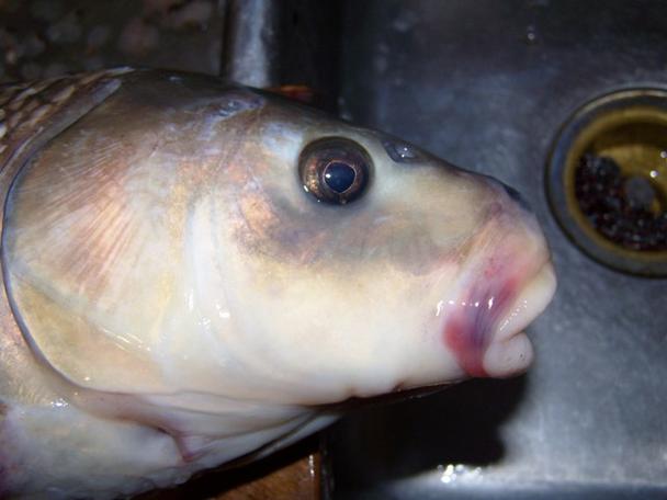 大口水牛魚_水牛魚_水牛魚是鯉魚嗎