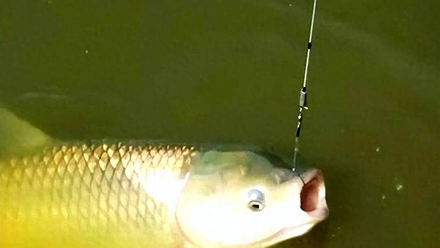 仲春草魚開口_野釣草魚用什么餌料最好_春季釣鯽魚