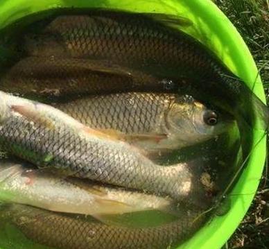 釣草魚面餌配方_韭菜釣草魚技巧_野釣草魚用什么餌料最好
