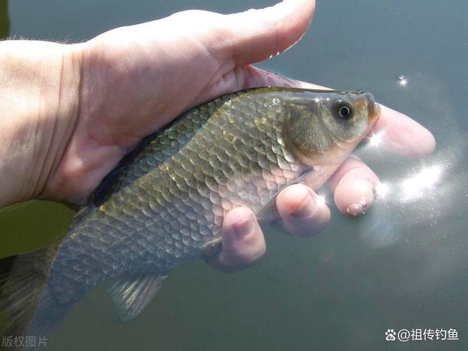 野釣巨物圖片_野釣魚獲圖片大全_夏季釣大物技巧