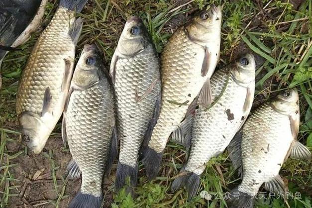 春季野釣鯽魚最佳時間_秋季節釣鯽魚技巧_陰雨天氣釣魚技巧