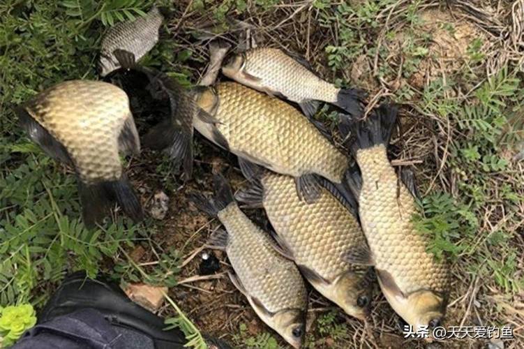 春季野釣鯽魚最佳時間_秋季節釣鯽魚技巧_陰雨天氣釣魚技巧