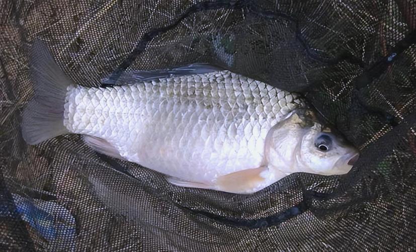 釣2一3斤魚用多大鉤_釣二、三兩鯽魚用幾號鉤合適_袖鉤釣鯽魚鉤型選擇