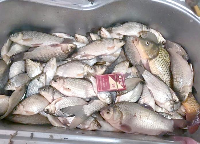 野釣渾水釣魚釣浮還是釣底_渾水釣魚深淺_渾水釣魚釣深還是淺