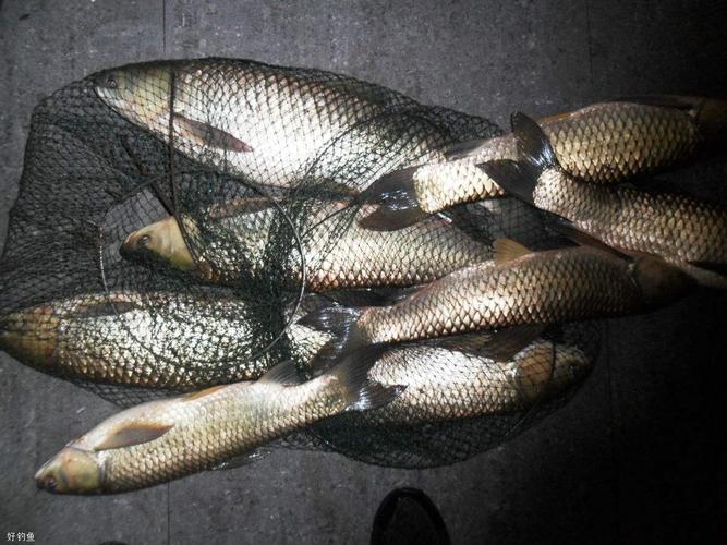 春季釣草魚餌料技巧_蒸玉米面釣草魚方法_釣草魚用什么餌料效果好狗草魚的小藥