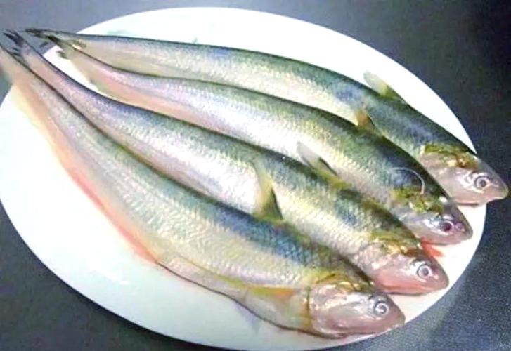 長江刀魚_長江刀魚一斤多少2025_長江刀魚的百度百科