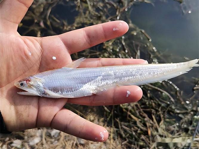 長江刀魚_長江刀魚一斤多少2025_長江刀魚的百度百科