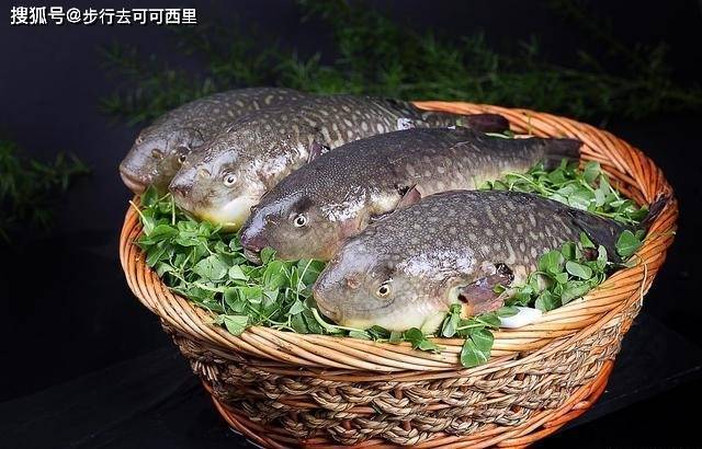 長江三鮮恢復情況_長江禁漁十年效果_長江三鮮