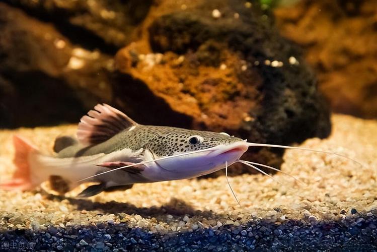 招財貓魚_招財貓魚家庭養殖_招財貓魚飼養技巧