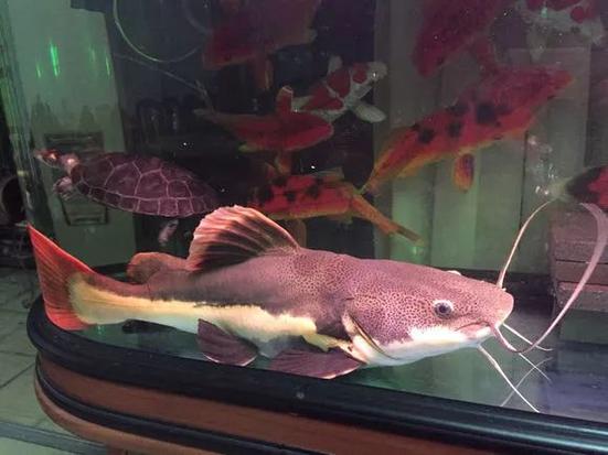 招財貓魚飼養技巧_招財貓魚_招財貓魚家庭養殖