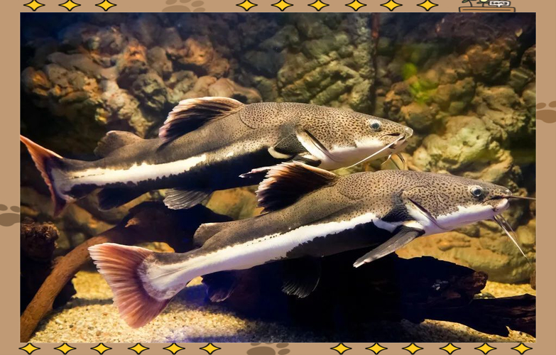 招財貓魚飼養技巧_招財貓魚家庭養殖_招財貓魚