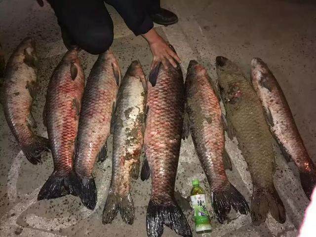 釣青魚線組搭配_釣草魚線組搭配_釣草魚視頻