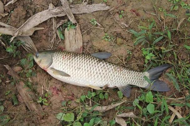 草魚浮釣調漂方法_野釣草魚調漂技巧_釣草魚視頻
