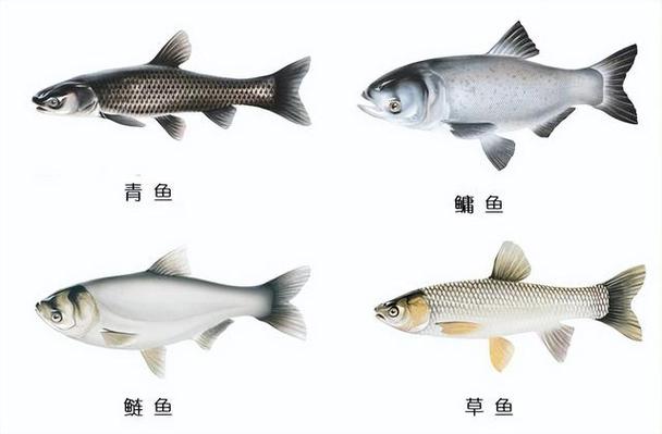 四大家魚介紹_四大家魚_草魚鰱魚鳙魚青魚