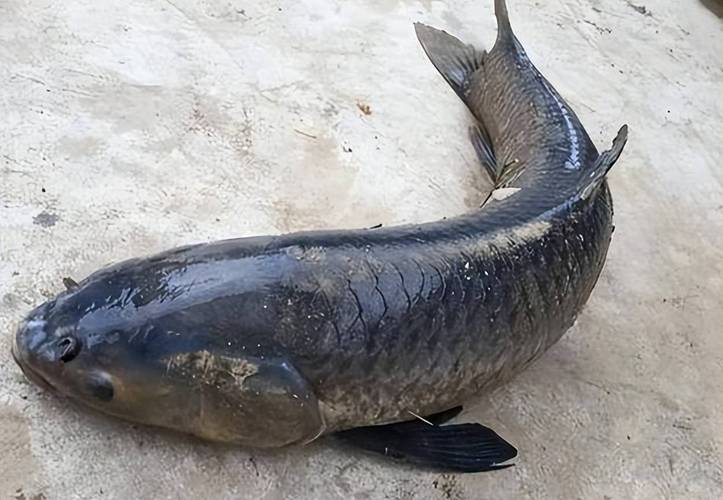 四大家魚_草魚鰱魚鳙魚青魚_四大家魚介紹