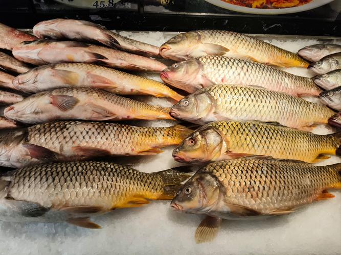 過年干塘習俗 四大家魚種類 鯉魚為何不是四大家魚_四大家魚