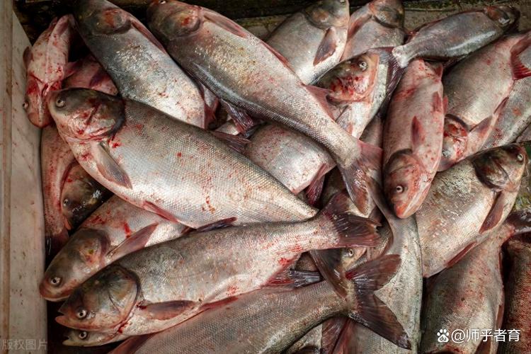四大家魚_過年干塘習俗 四大家魚種類 鯉魚為何不是四大家魚