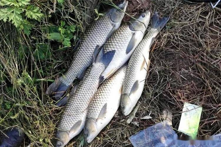 夜釣浮漂選擇_釣草魚怎么調漂_夜釣草魚技巧