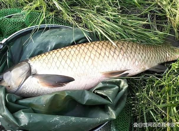 釣草魚怎么調漂_釣草魚技巧_釣草魚的最佳時機