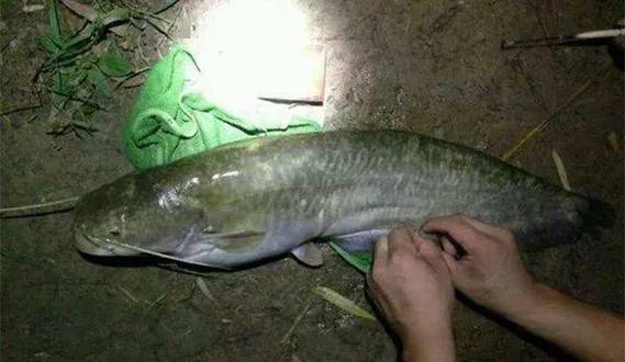 鯰魚夜釣攻略 蚯蚓禽畜內臟餌料選擇_釣大鯰魚絕殺方法_釣鯰魚最佳時間 夏秋季晚上 夜釣鯰魚技巧 窩料餌料釣組