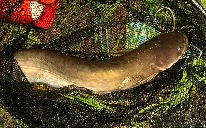 釣鯰魚最佳時間 夏秋季晚上 夜釣鯰魚技巧 窩料餌料釣組_釣大鯰魚絕殺方法_鯰魚夜釣攻略 蚯蚓禽畜內臟餌料選擇