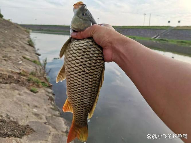 釣大魚送漂漂相_釣大魚緩沉漂相_釣大魚