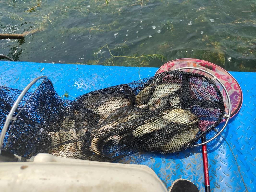 在河流釣魚技巧_農村垂釣經驗分享_鄉村野釣技巧