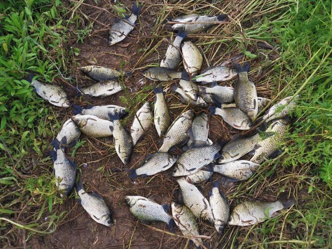 夏季野釣鯽魚視頻_夏季野釣蚯蚓用法_夏季蚯蚓避小魚技巧