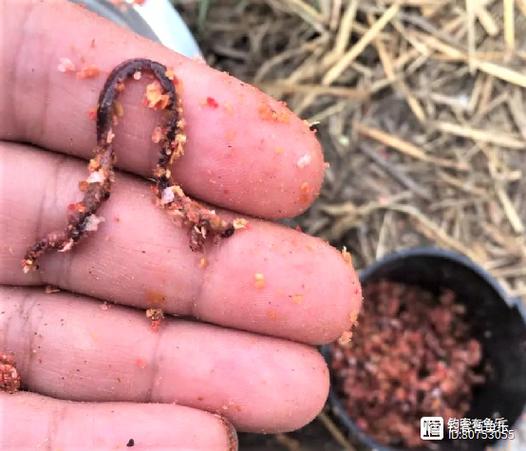 夏季野釣鯽魚視頻_夏季野釣蚯蚓用法_夏季蚯蚓避小魚技巧