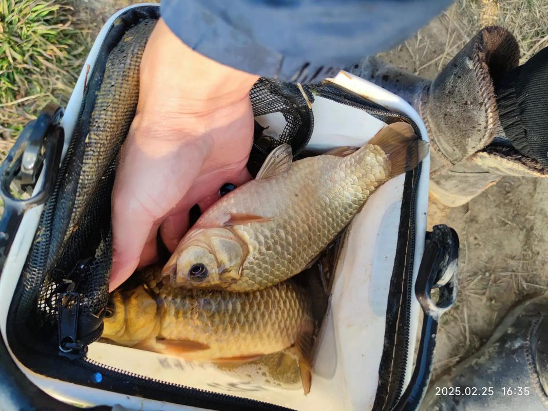 酒米制作技巧_釣鯽魚最佳時間_中藥泡酒米釣魚配方