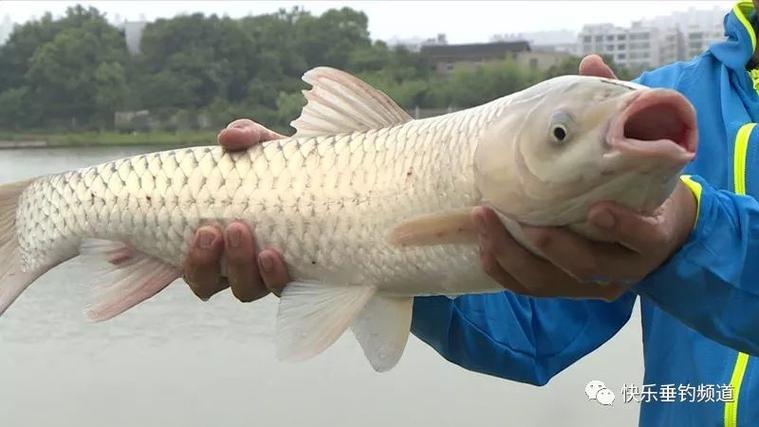 走水釣浮_野河釣浮技巧_釣浮怎么調漂圖解