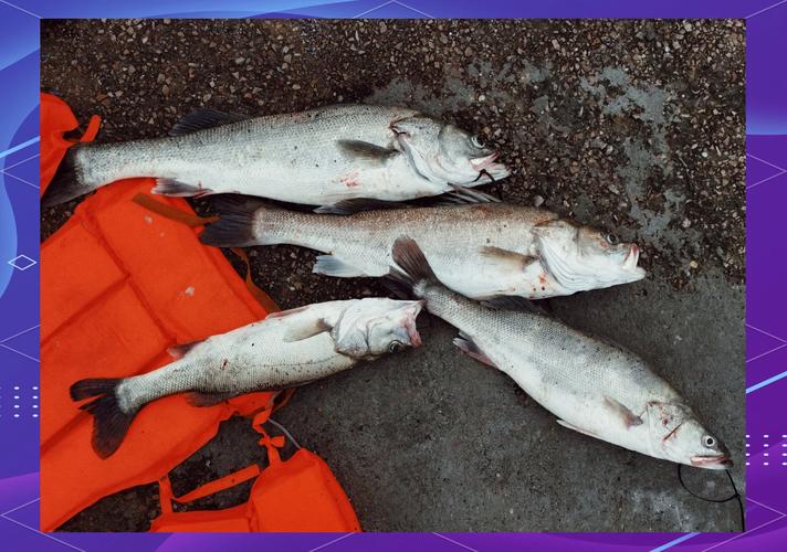拖釣鱸魚方法_海釣鱸魚技巧_特羅姆瑟海釣技巧