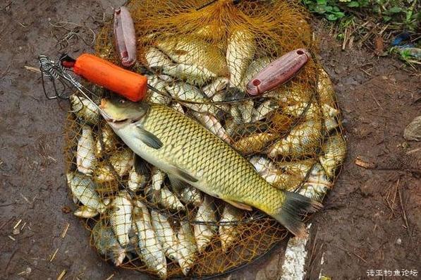 繃竿尖釣法_急流區釣魚技巧_伐桿釣魚技巧視頻