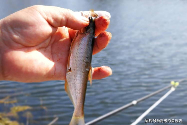 鉤魚技術視頻_野釣鯽魚避坑_新手釣魚技巧