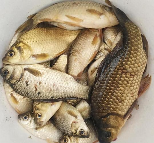 野釣鯽魚窩_秘制鯽魚窩料方法_中藥酒米鯽魚窩料配方